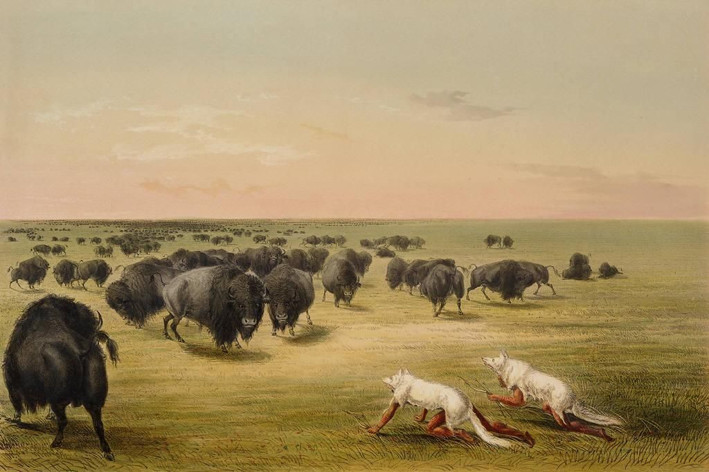 George_Catlin_Buffalo_Hunt